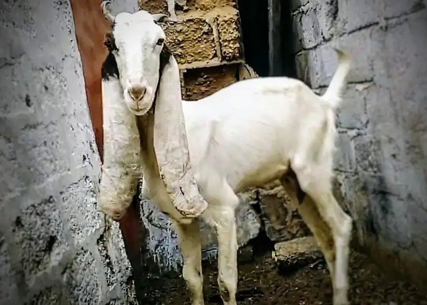 Ablaab Gulabi Bakri — photo 3