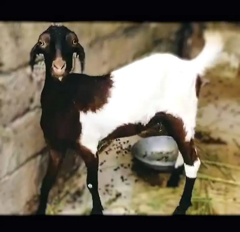Ablaab Gulabi Bakri — photo 4