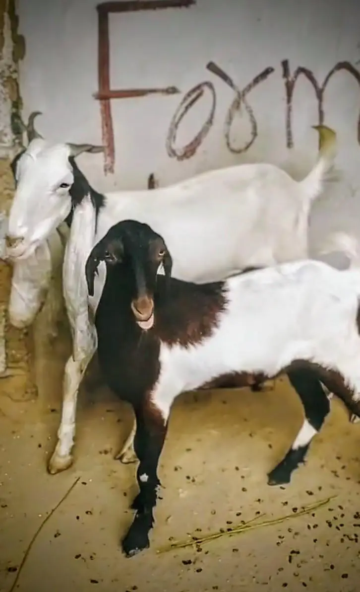 Ablaab Gulabi Bakri — photo 5