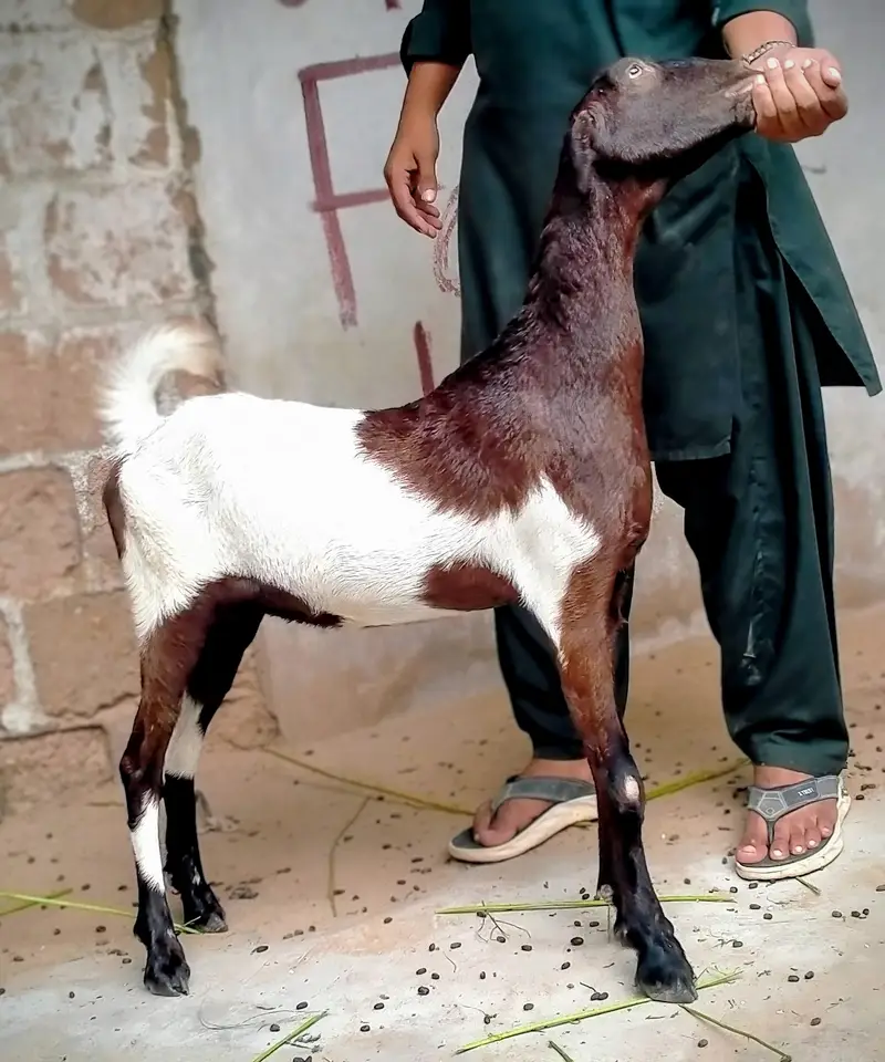 Ablaab Gulabi Bakri — photo 6