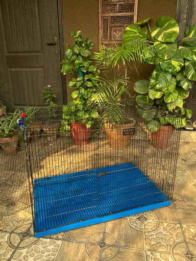 Two Door Pet Enclosure
