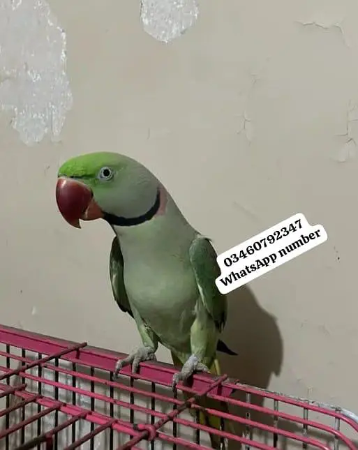 Raw parrot voice train age 12 month — photo 2