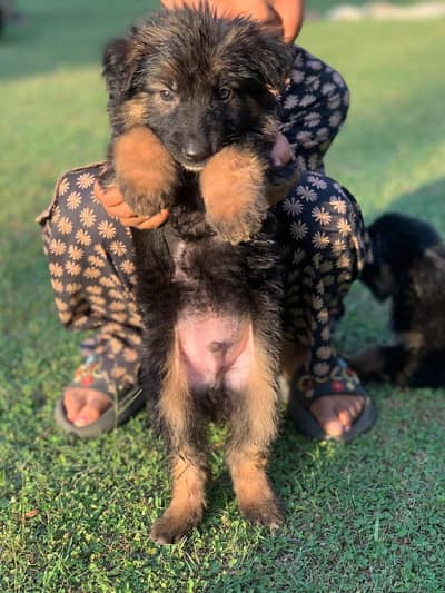 German Shepherd Puppy Long Coat
