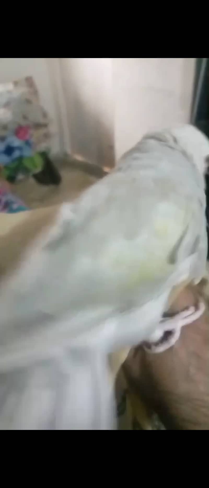 White Lawrence ringneck 0