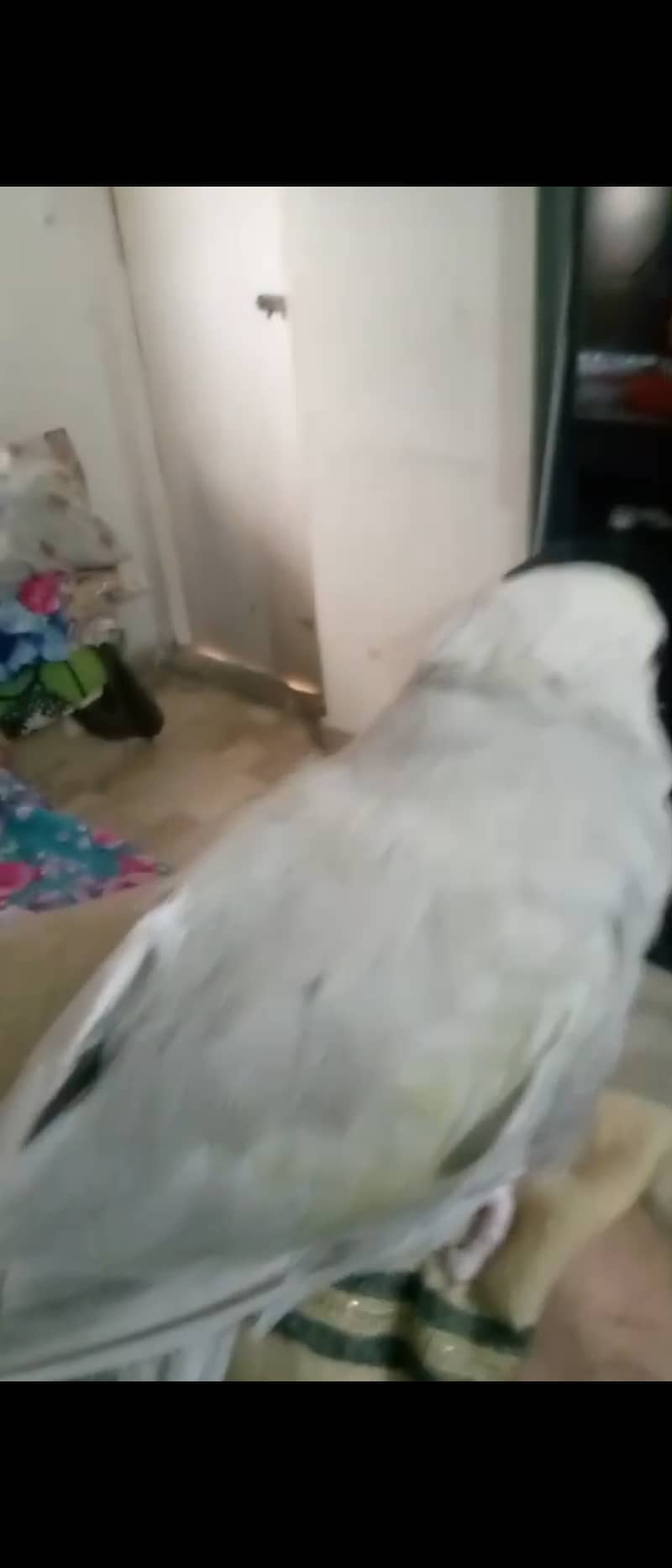 White Lawrence ringneck 1