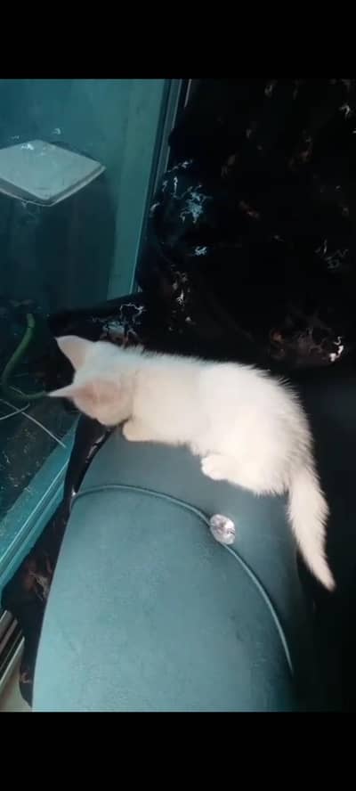 single coat persian kittens