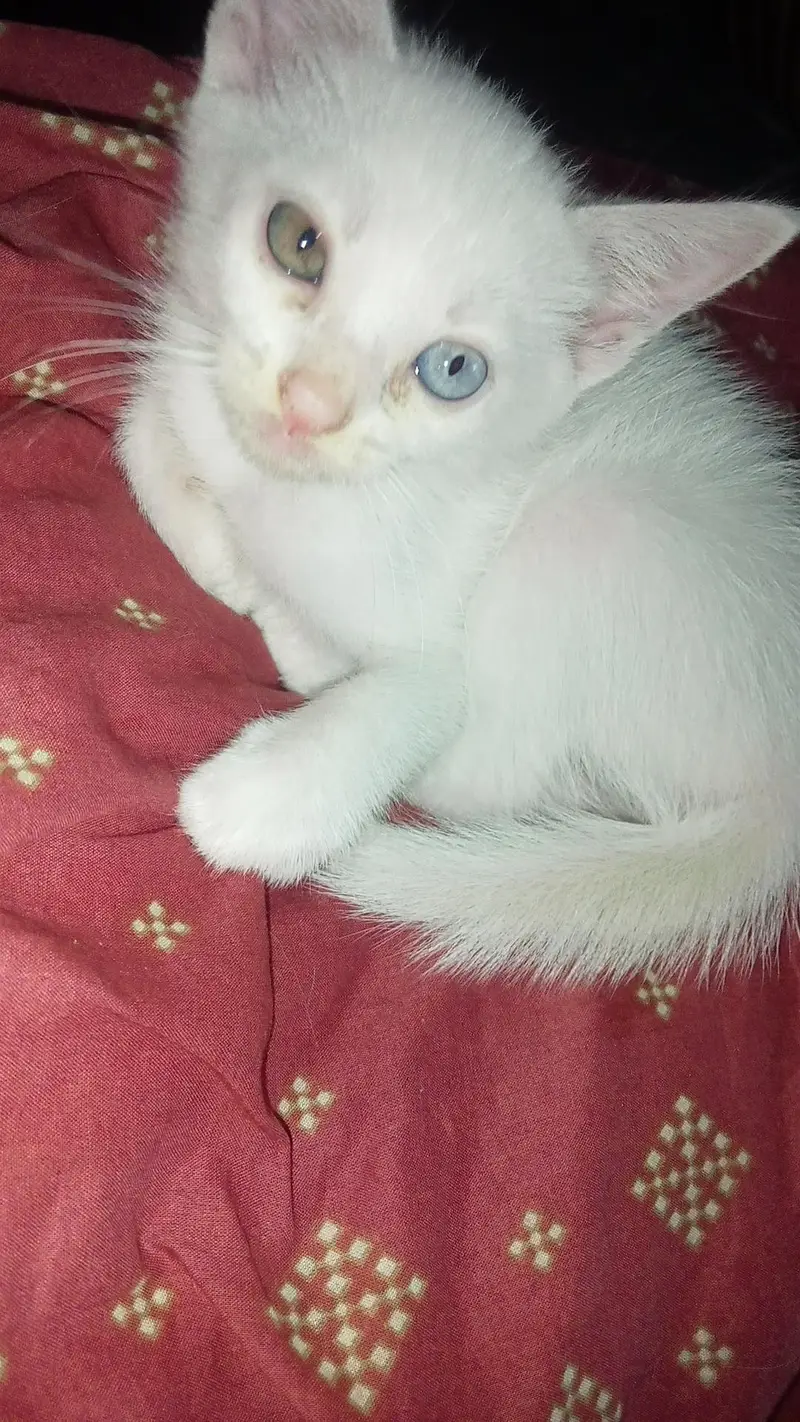 single coat persian kittens — photo 2