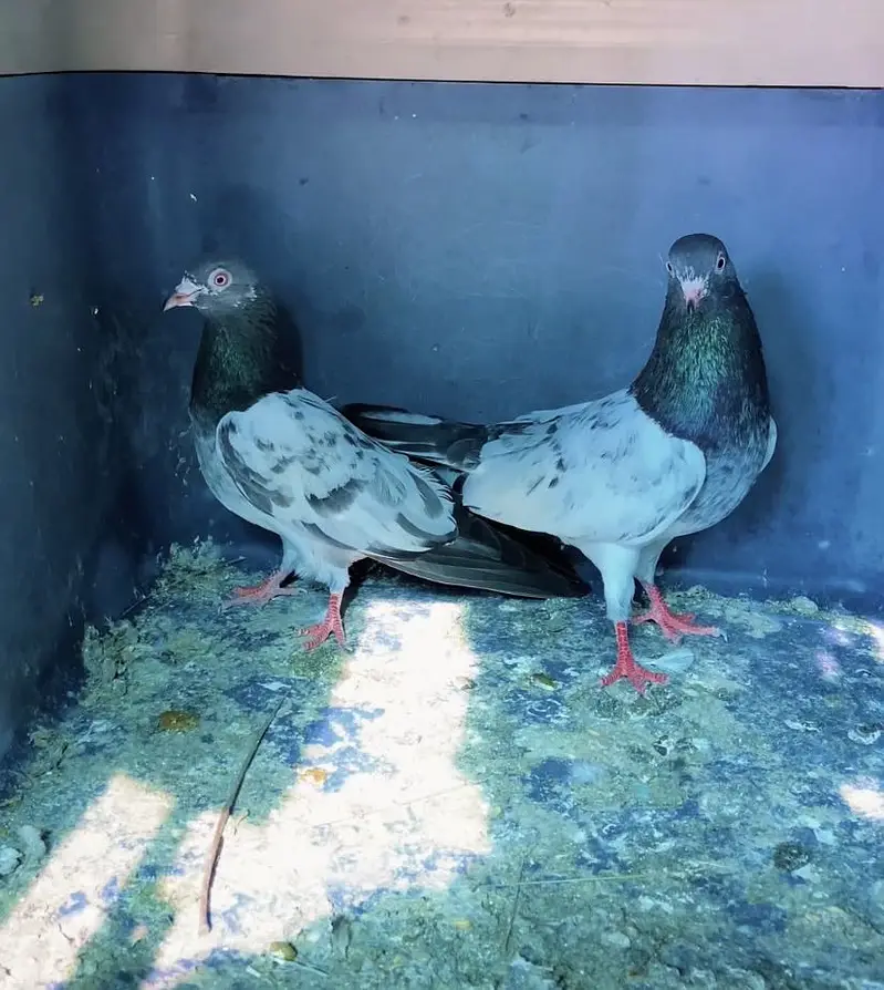 Golden pair/ Teddy pair and patha/ Teddy cross madi aur pathi. — photo 3