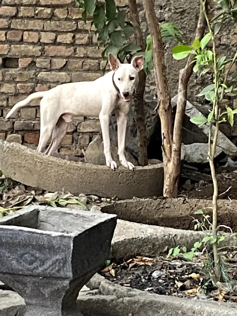gultair — photo 2