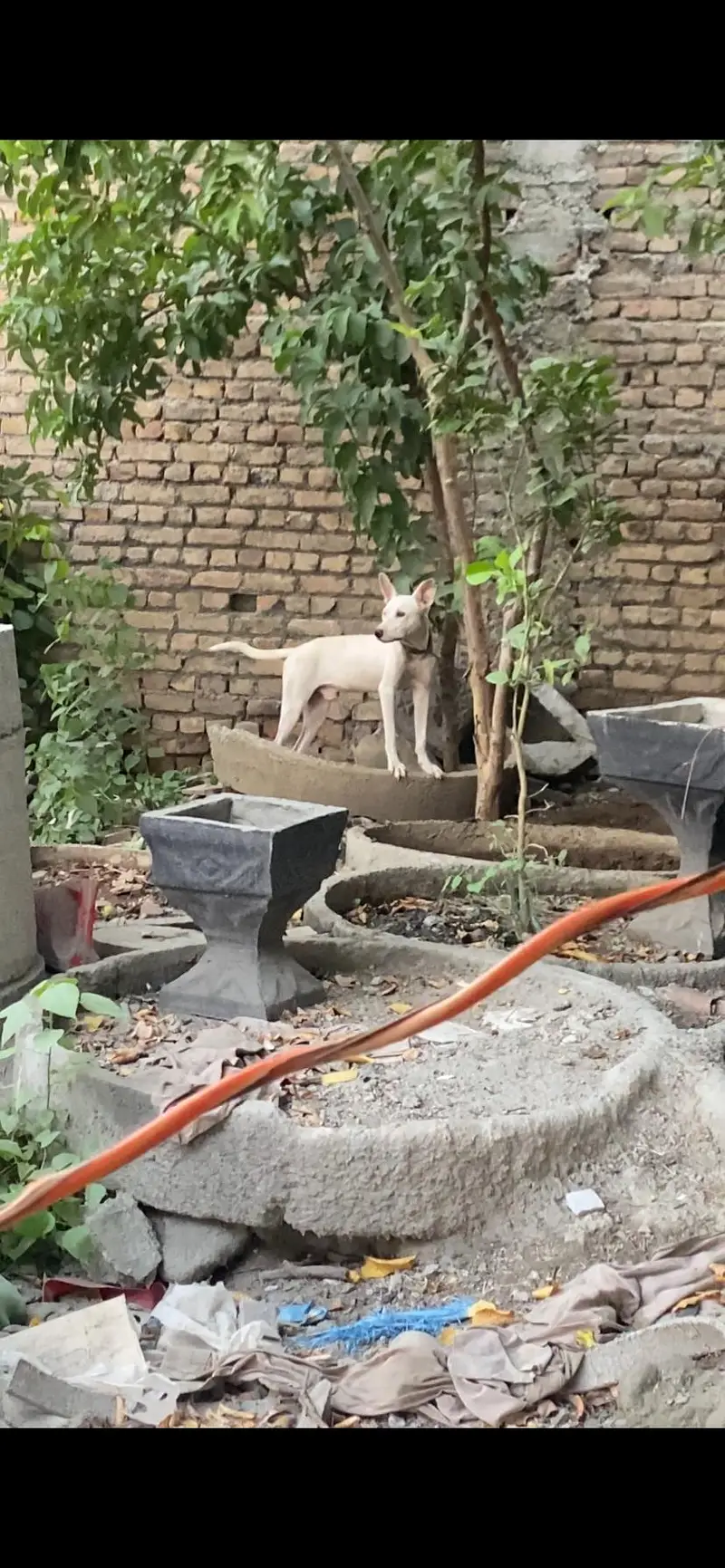 gultair — photo 3