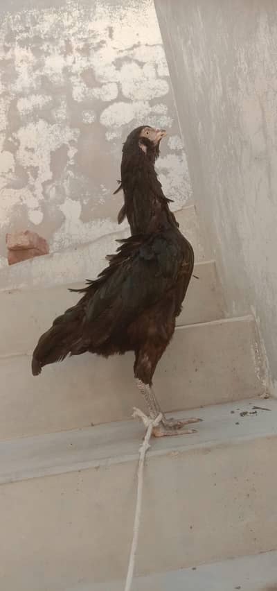 mashallah top quality black  Miawali mushki Madi wait eyes main hn