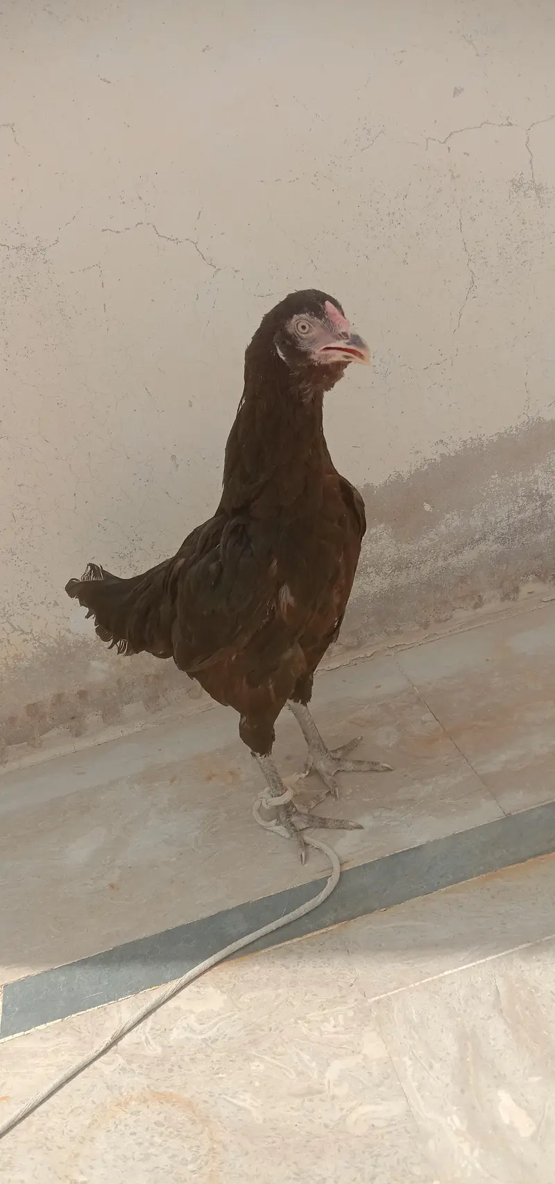 mashallah top quality black  Miawali mushki Madi wait eyes main hn — photo 2