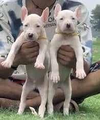 gultair Kohati fore sale 6 months