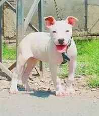 gultair Kohati fore sale 6 months — photo 2