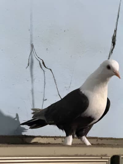 Karblai