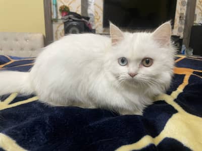 Persian cat