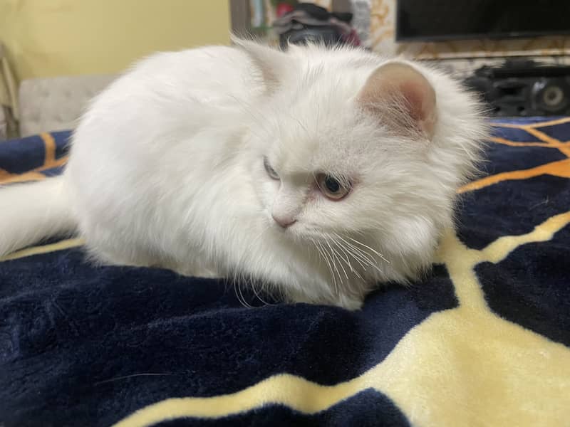 Persian cat 1