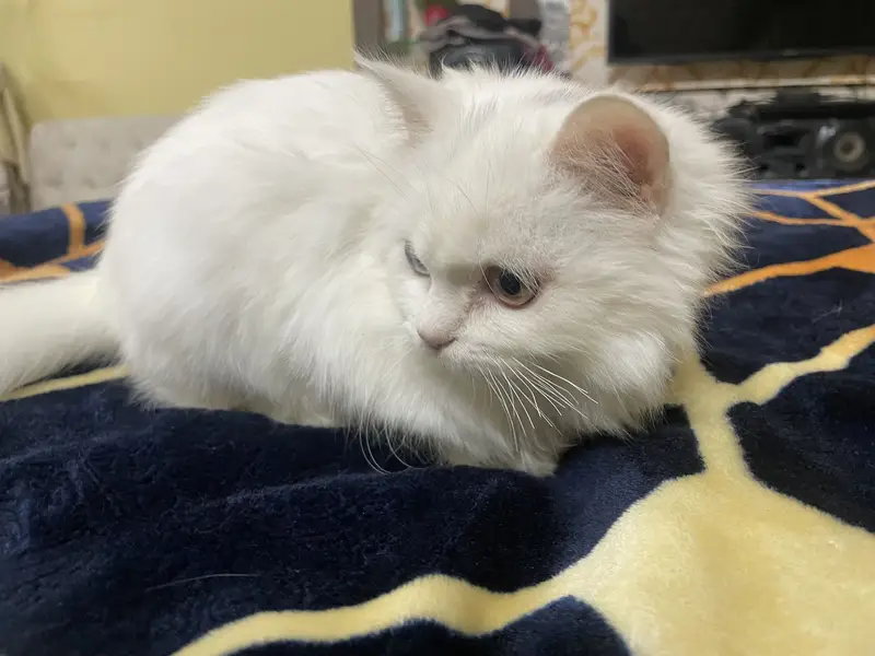 Persian cat — photo 2