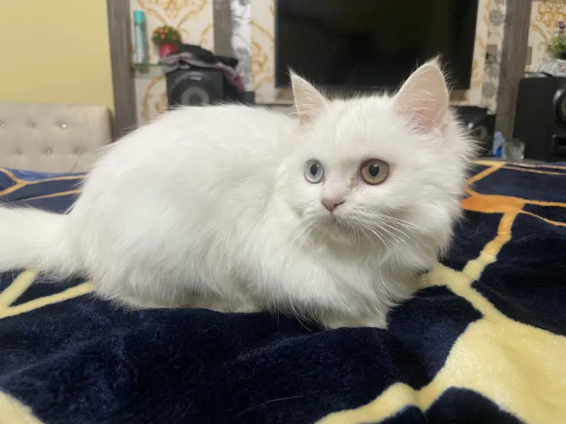 Persian cat — photo 3