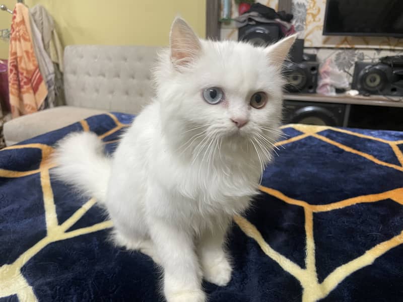 Persian cat 3