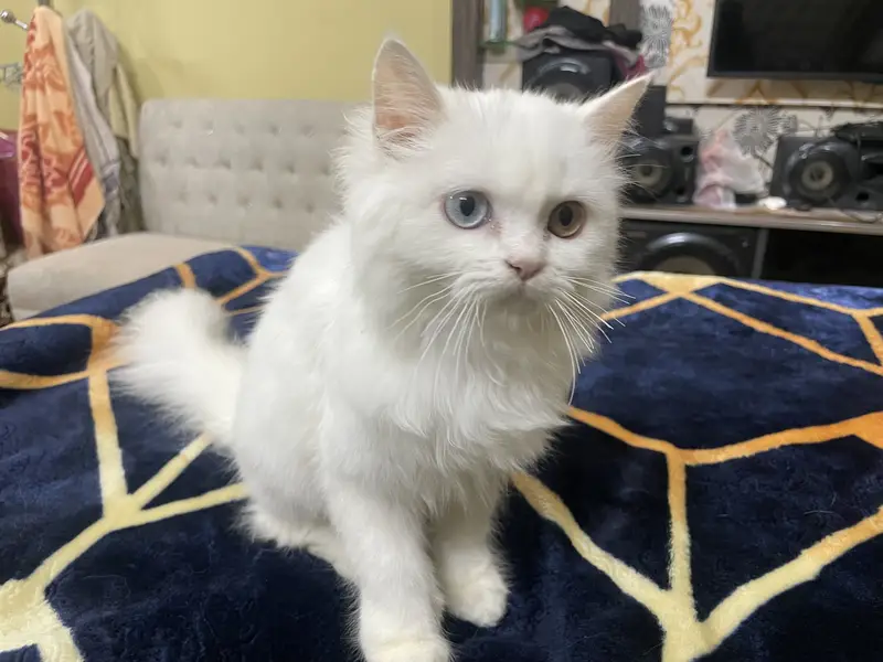 Persian cat — photo 4