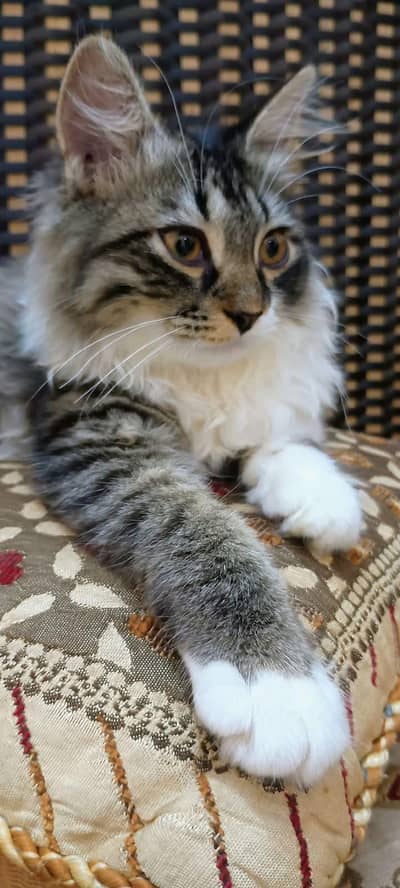 triple coat Persian