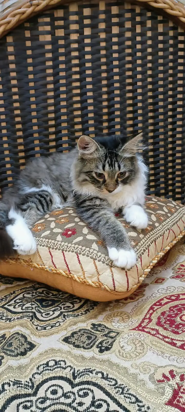 triple coat Persian — photo 2