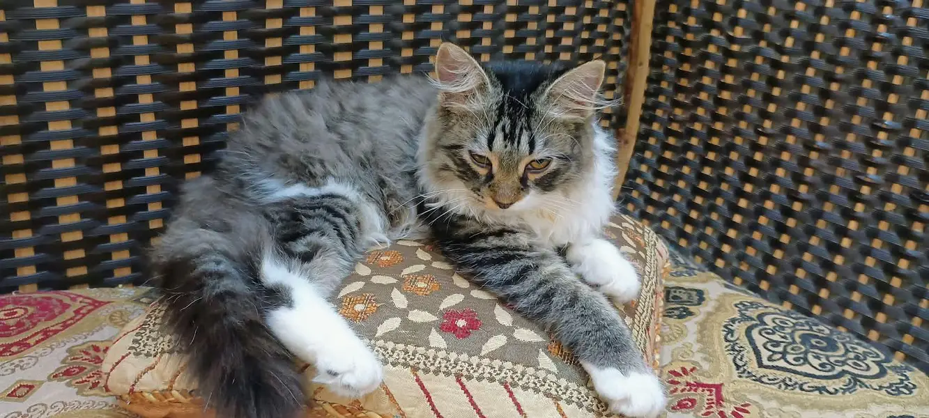 triple coat Persian — photo 3