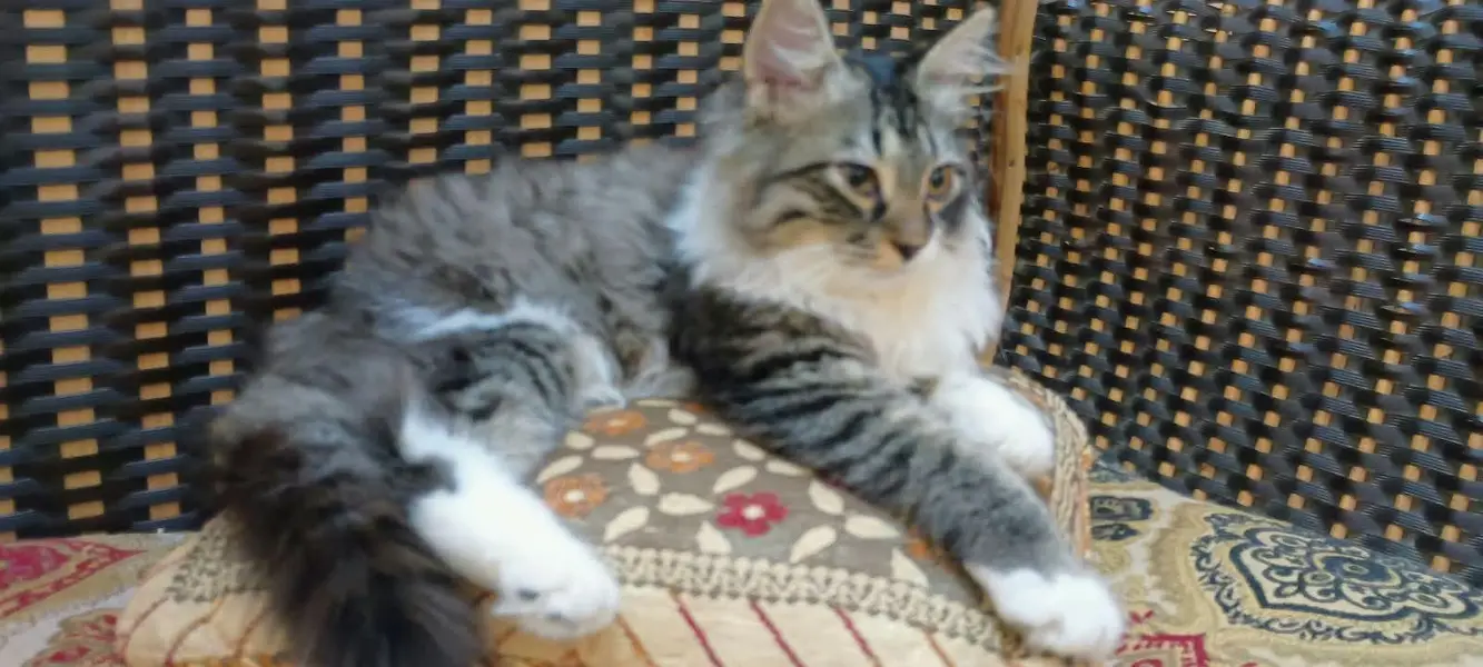 triple coat Persian — photo 4