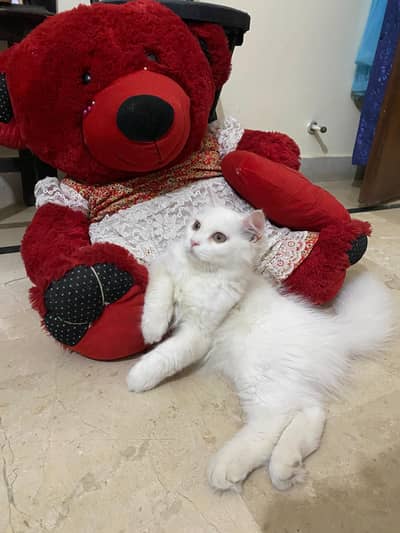 Persian kitten