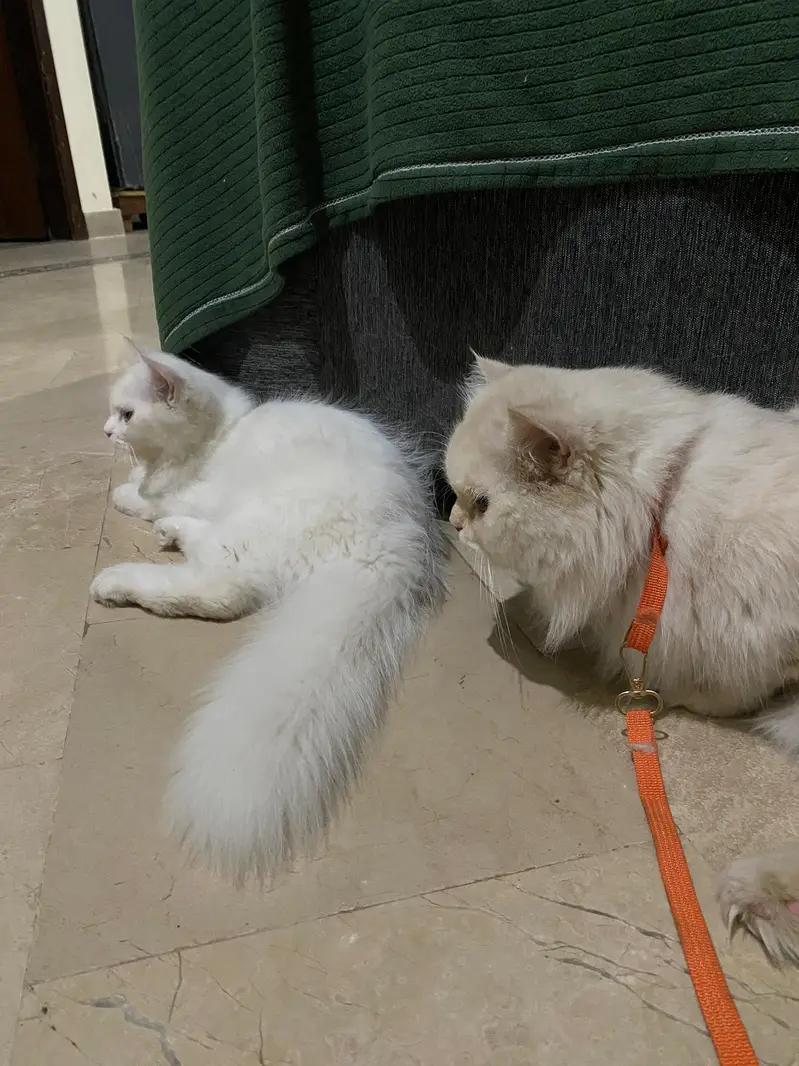 Persian kitten — photo 2