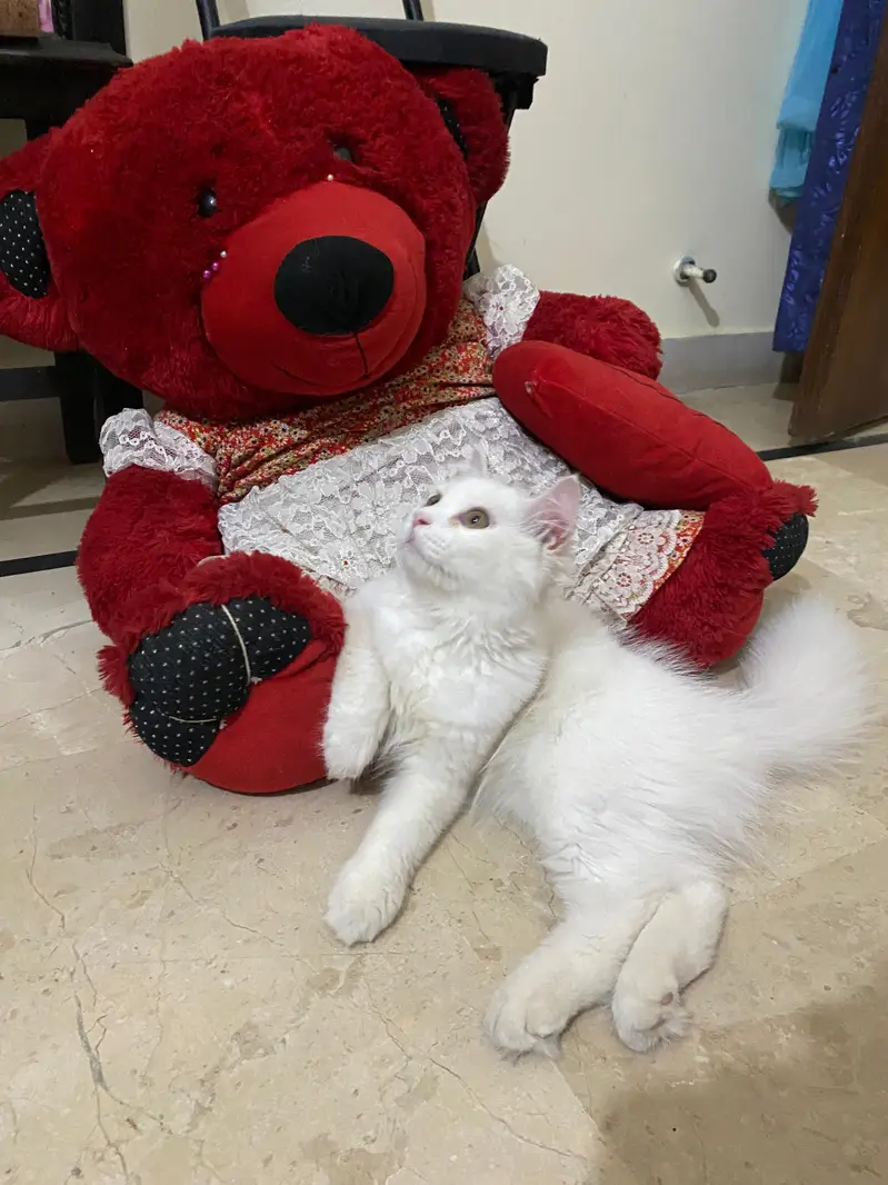 Persian kitten — photo 3