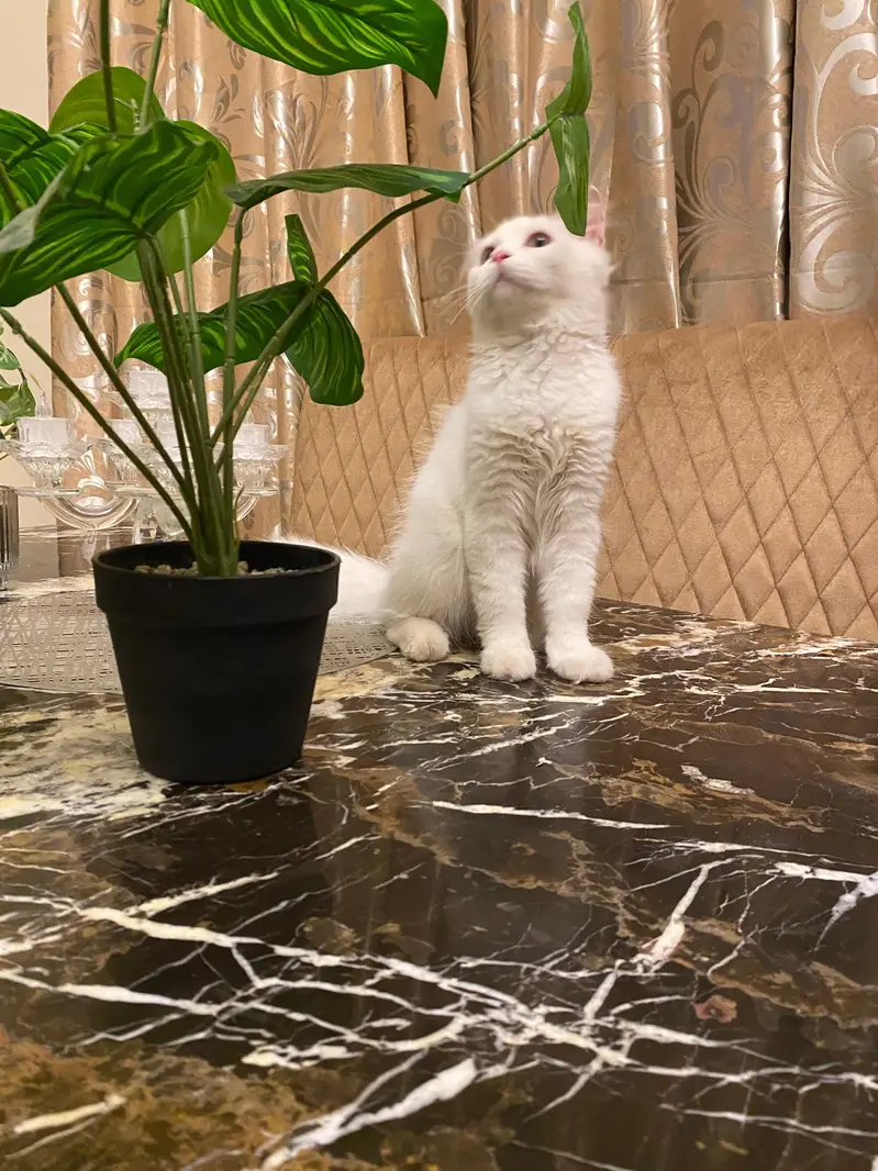 Persian kitten — photo 4