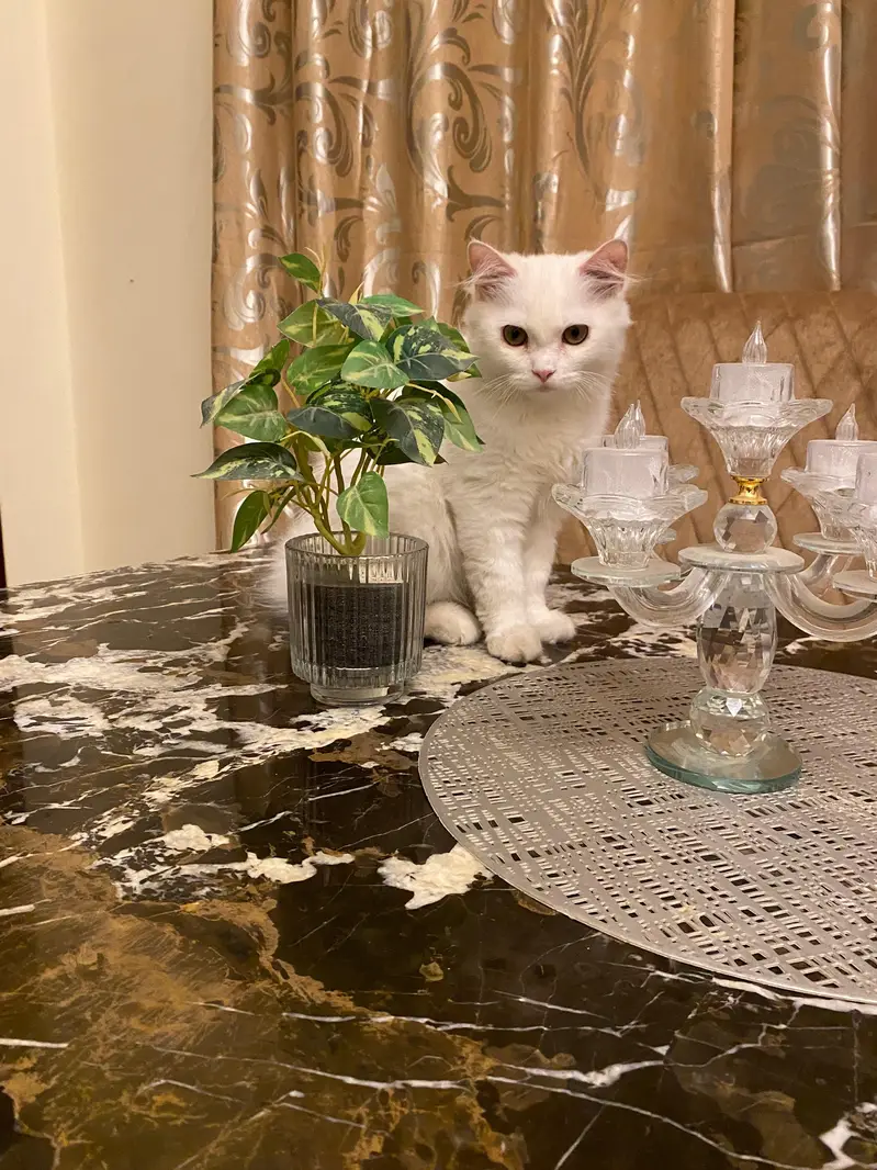 Persian kitten — photo 5