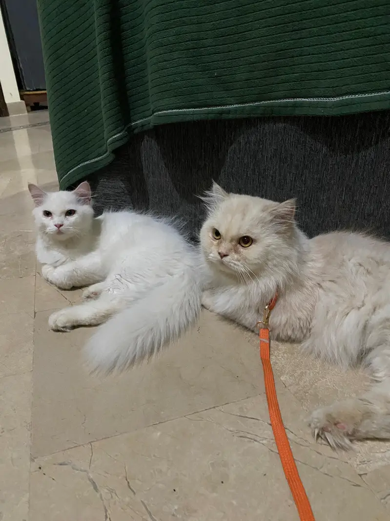 Persian kitten — photo 6