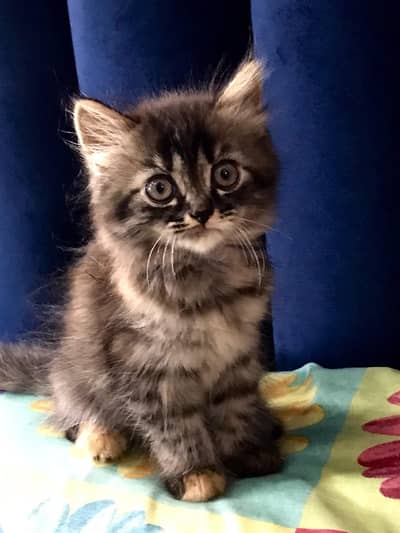 Kitten/Cats- Persian Triple Coated Kitten