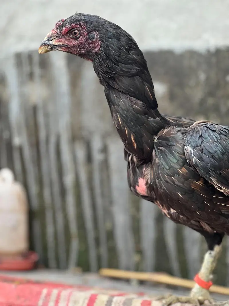 Thi female aseel — photo 2