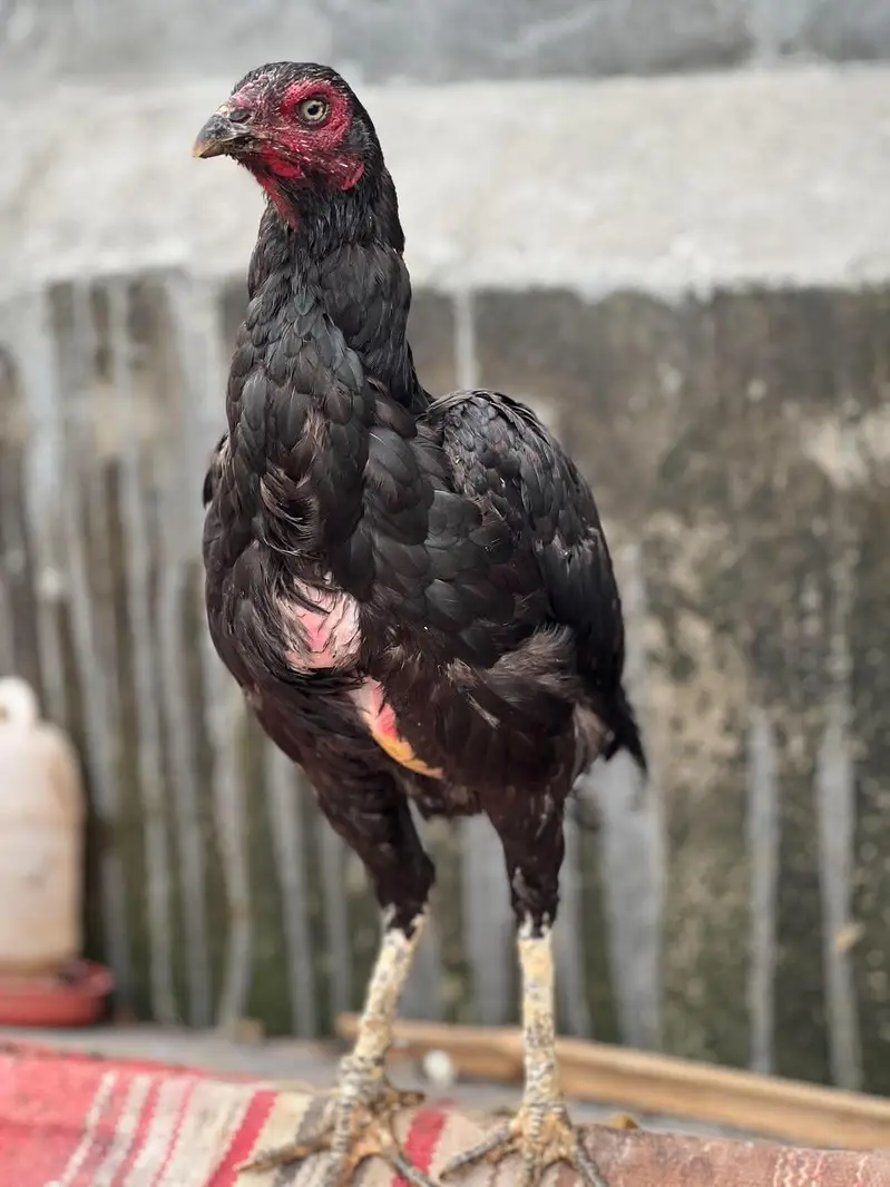 Thi female aseel — photo 5