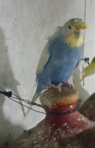 Australian parrot breeder pair.