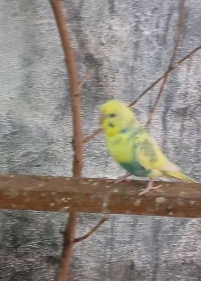 Australian parrot breeder males.