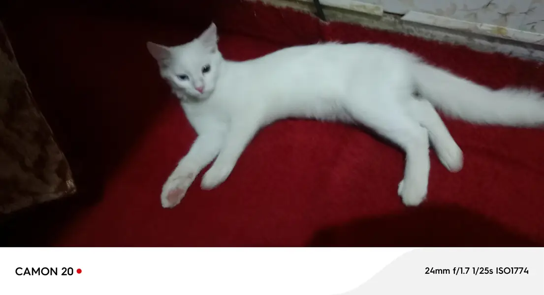 Odd eyes cat — photo 2