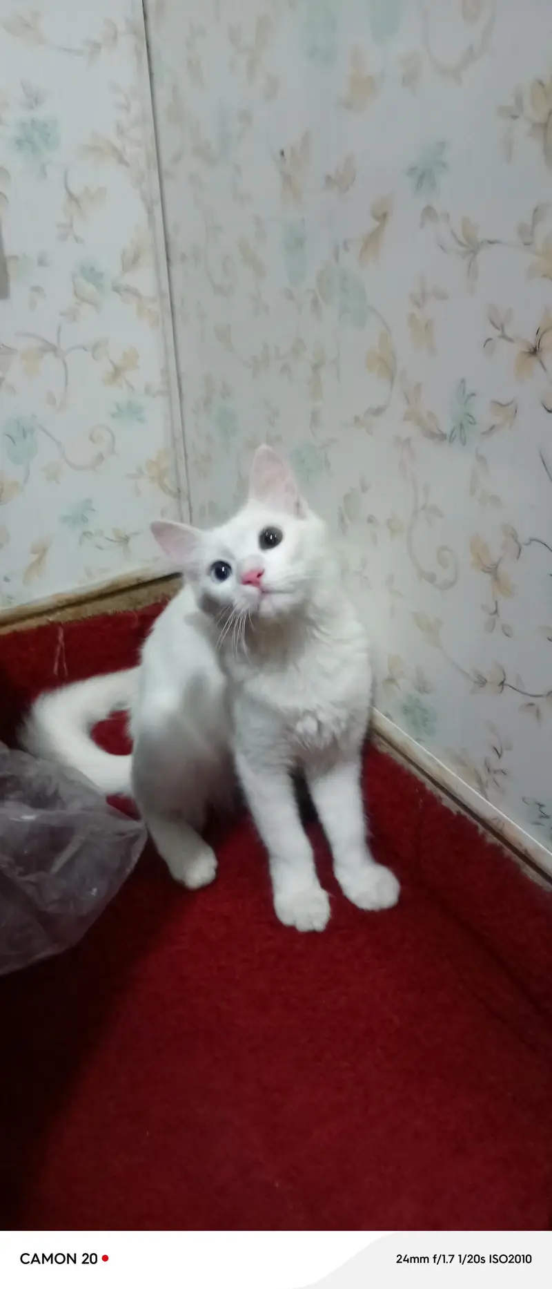 Odd eyes cat — photo 3