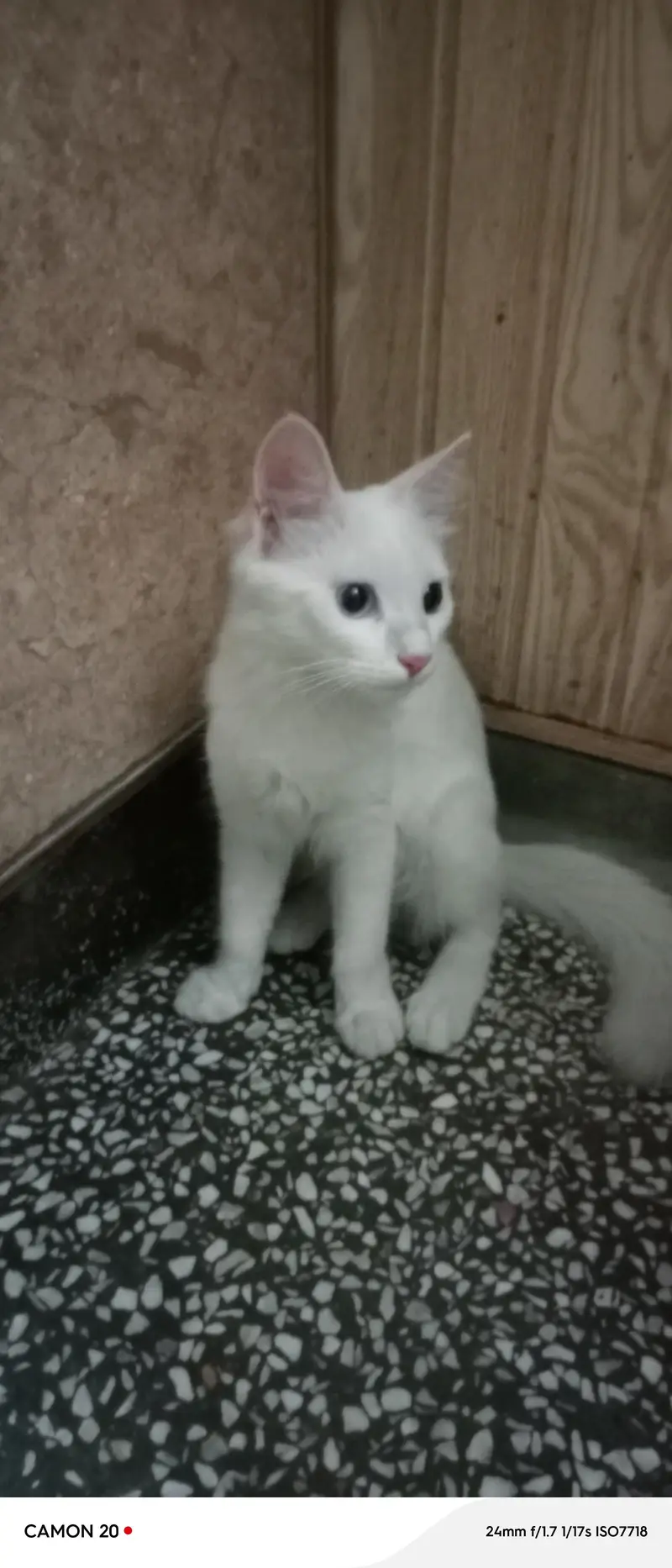 Odd eyes cat — photo 4