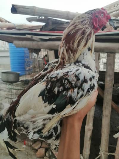 full healthy and active full breeder quality pure bloodline