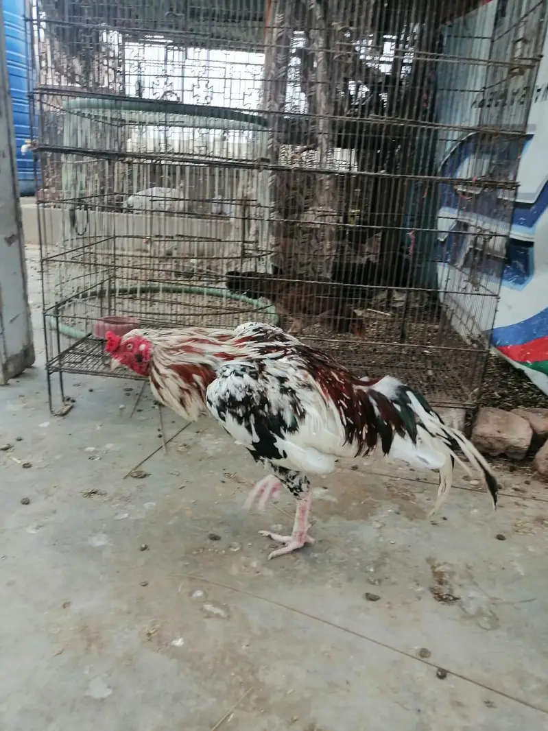 full healthy and active full breeder quality pure bloodline — photo 3