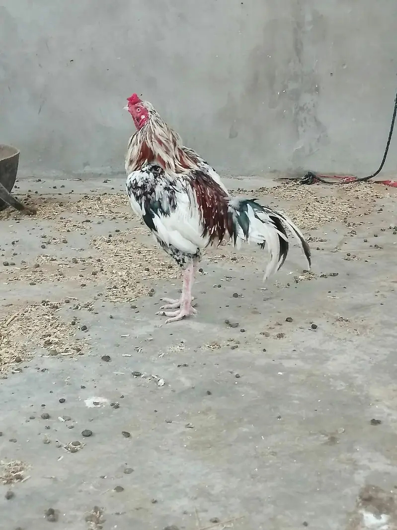 full healthy and active full breeder quality pure bloodline — photo 5