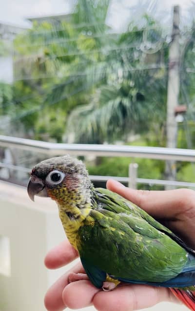 All birds available