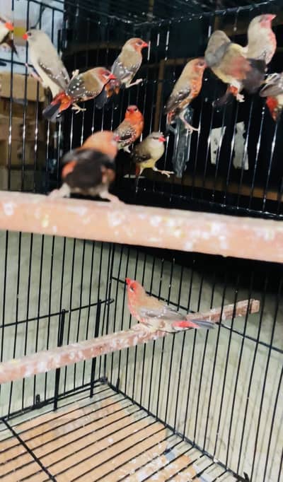 All birds available
