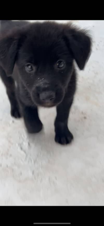 belgiun shephard urgent sale