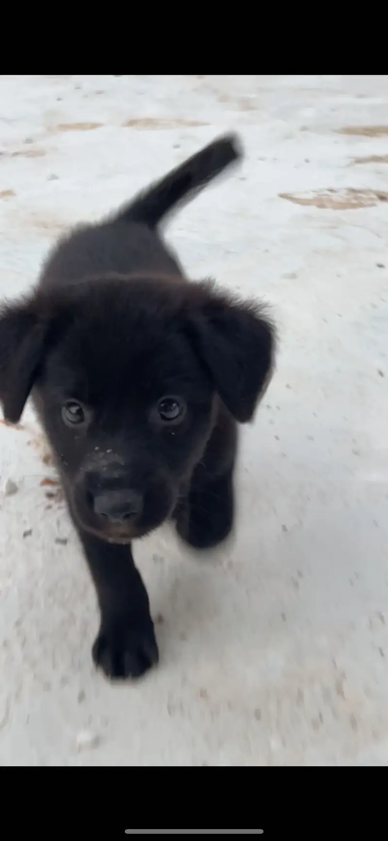 belgiun shephard urgent sale — photo 4